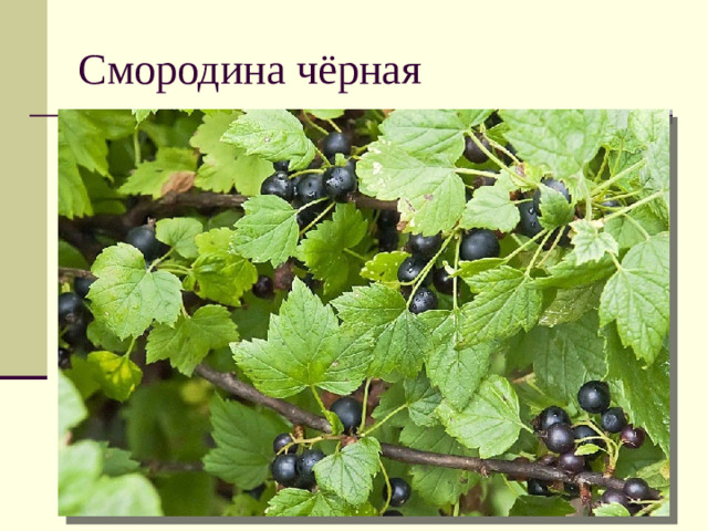 Смородина чёрная
