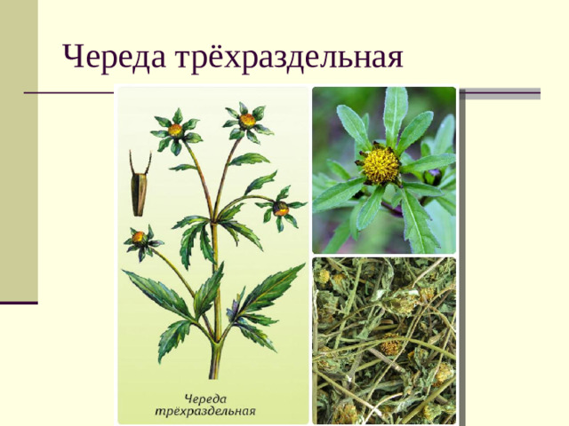 Череда трёхраздельная