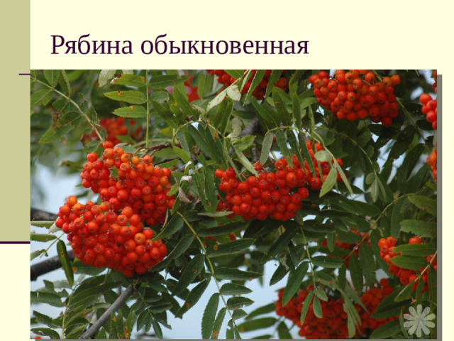 Рябина обыкновенная