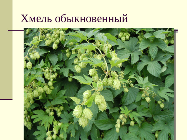 Хмель обыкновенный
