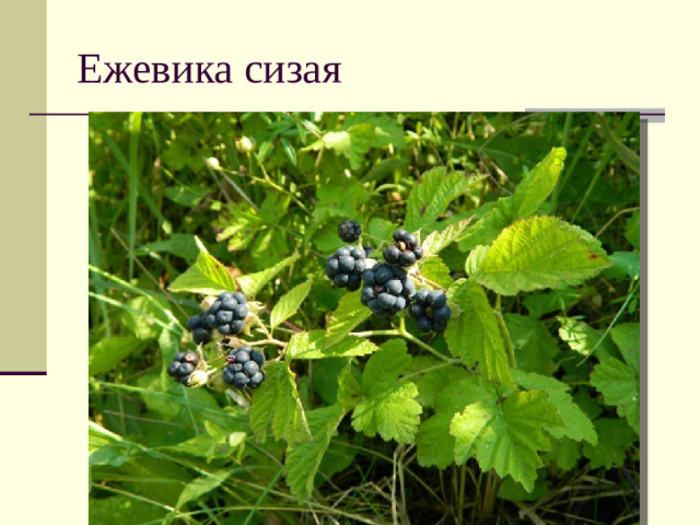 Ежевика сизая