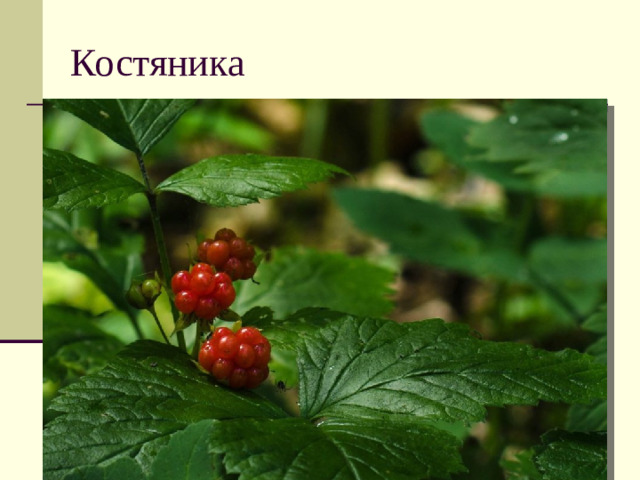 Костяника