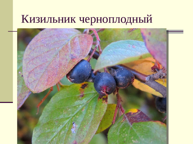 Кизильник черноплодный
