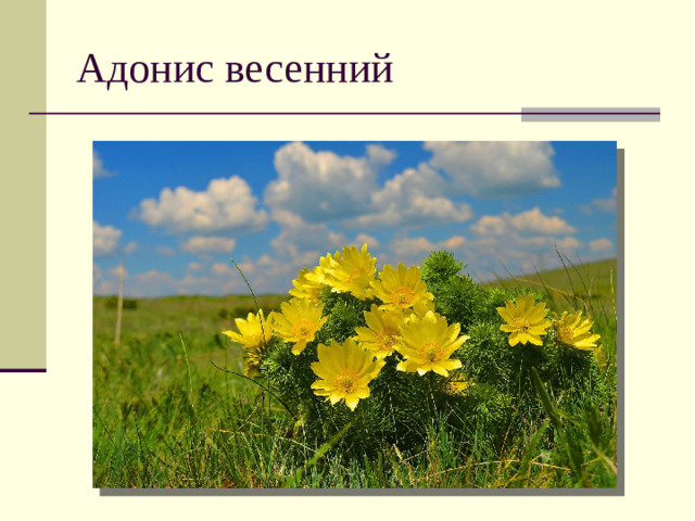 Адонис весенний