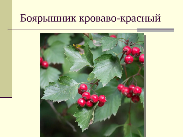 Боярышник кроваво-красный