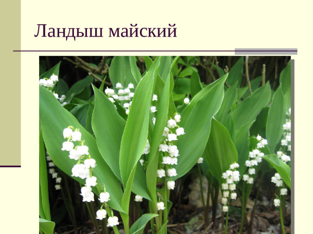Ландыш майский