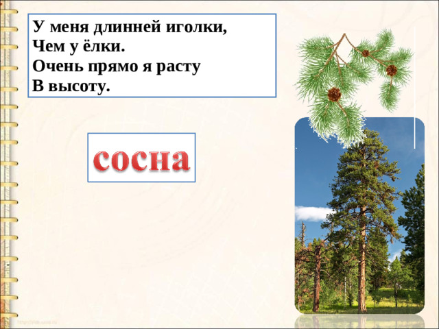 У меня длинней иголки, Чем у ёлки. Очень прямо я расту В высоту.