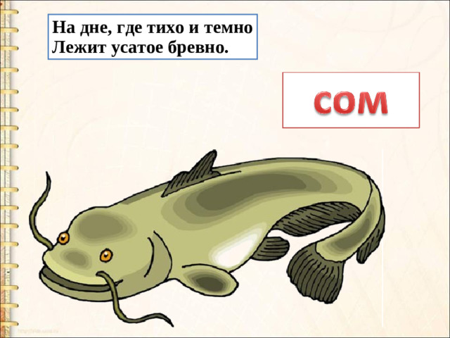 На дне, где тихо и темно Лежит усатое бревно.
