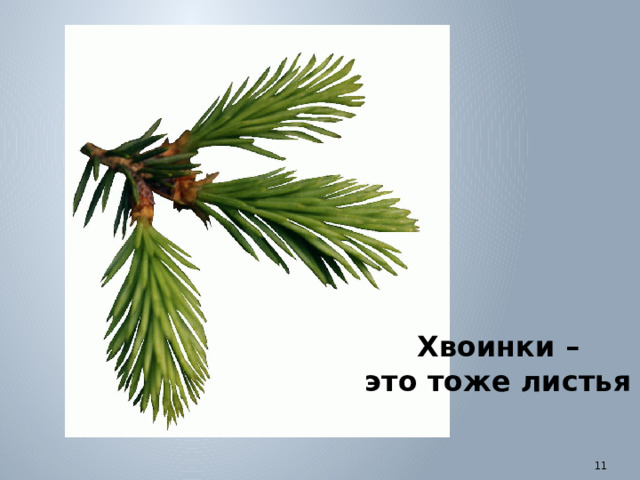 Хвоинки – это тоже листья