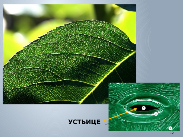 УСТЬИЦЕ