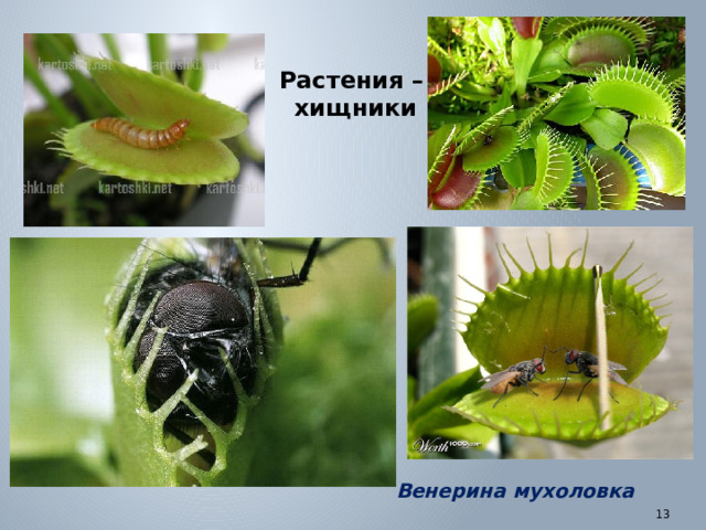 Растения – хищники Венерина мухоловка