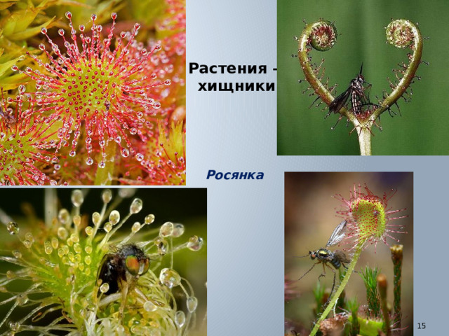 Растения – хищники Росянка