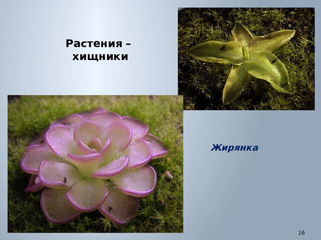 Растения – хищники Жирянка