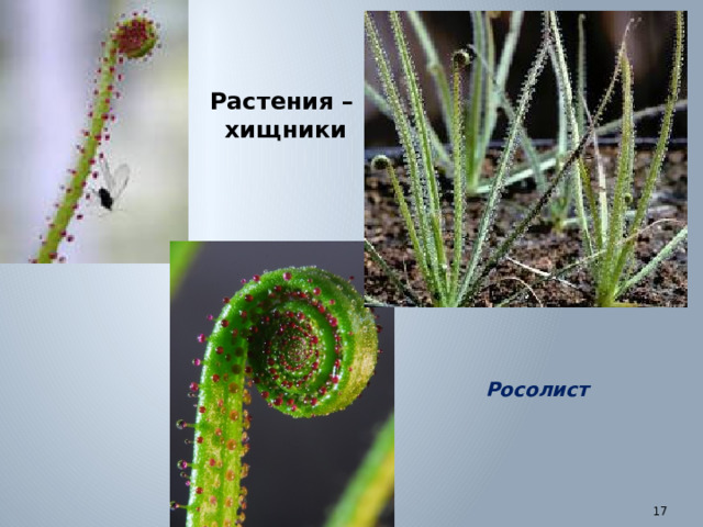Растения – хищники Росолист