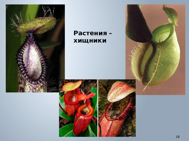 Растения – хищники
