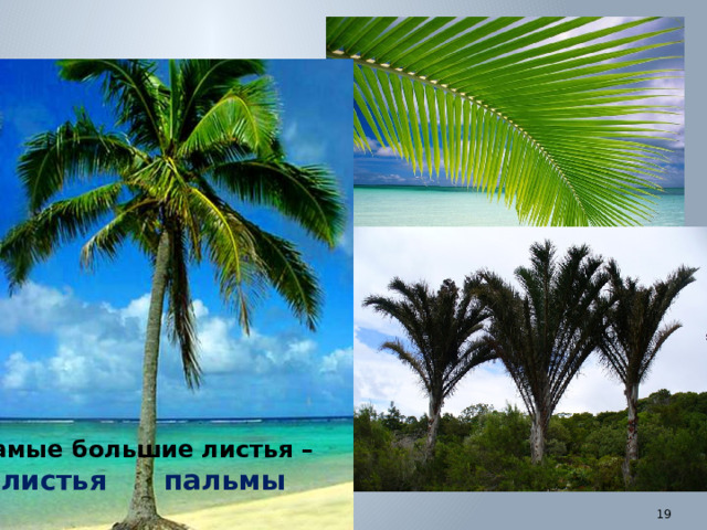 Самые большие листья – листья пальмы