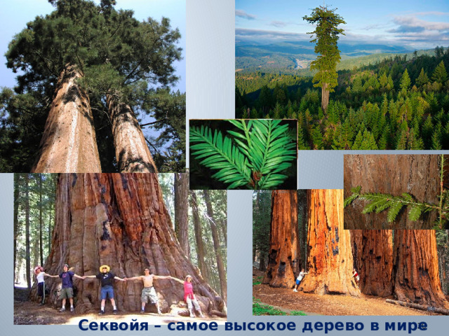Секвойя – самое высокое дерево в мире