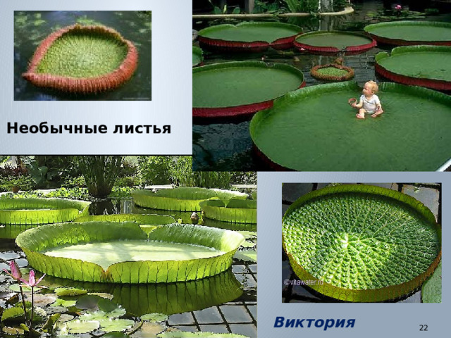 Необычные листья Виктория