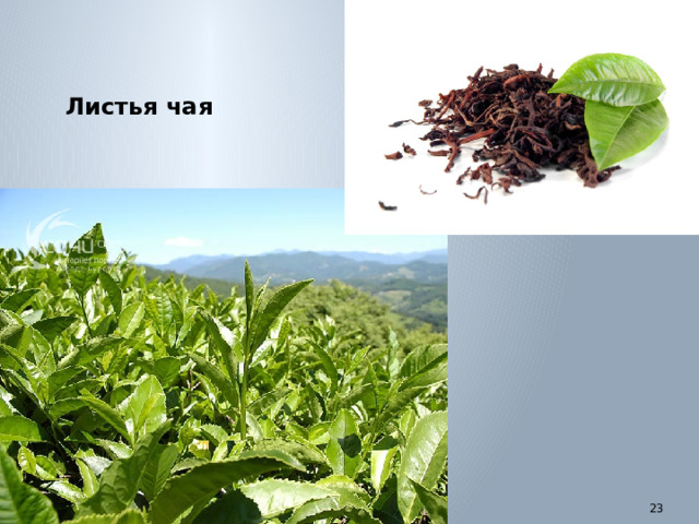 Листья чая