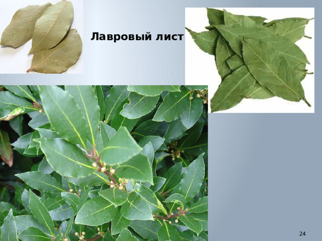 Лавровый лист