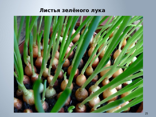 Листья зелёного лука