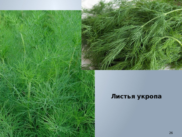 Листья укропа