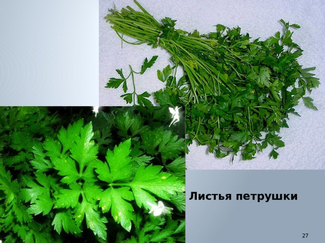 Листья петрушки
