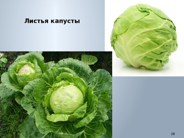 Листья капусты