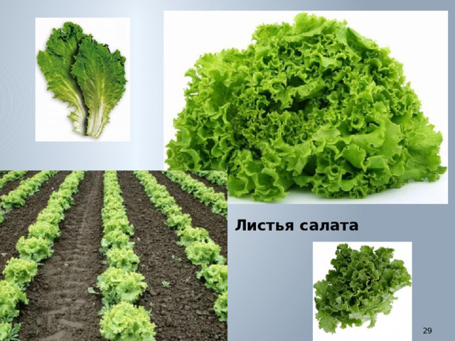 Листья салата