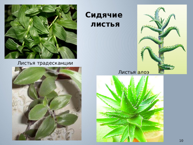 Сидячие листья Листья традесканции Листья алоэ