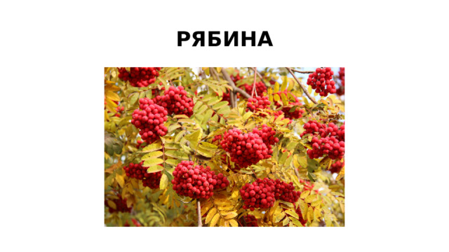 РЯБИНА