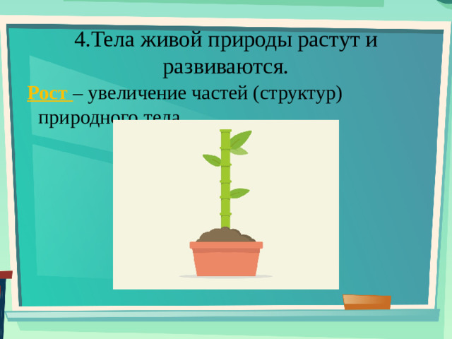 4.Тела живой природы растут и развиваются. Рост – увеличение частей (структур) природного тела