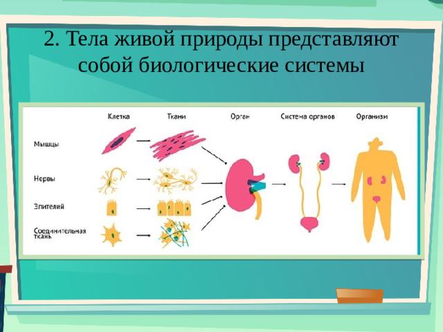 2. Тела живой природы представляют собой биологические системы