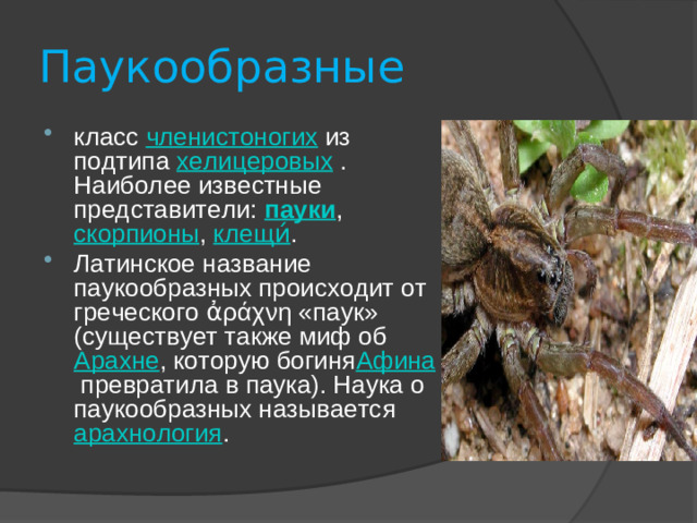 Паукообразные