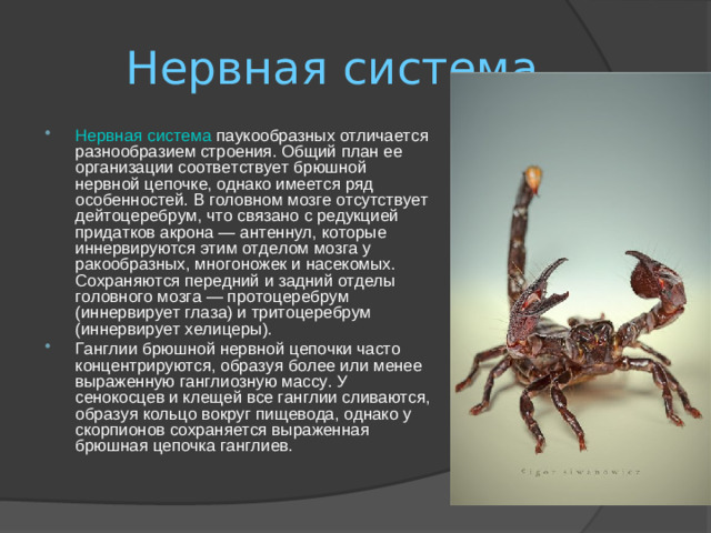 Нервная система
