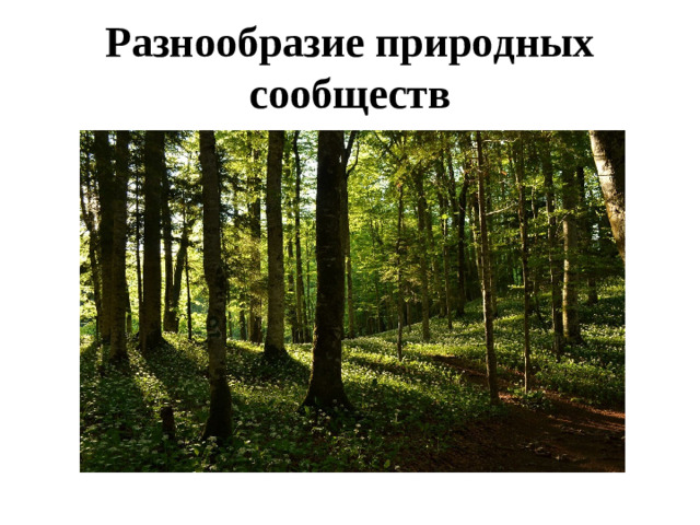 Разнообразие природных сообществ