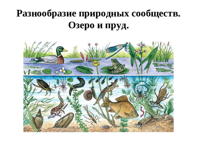 Разнообразие природных сообществ. Озеро и пруд.