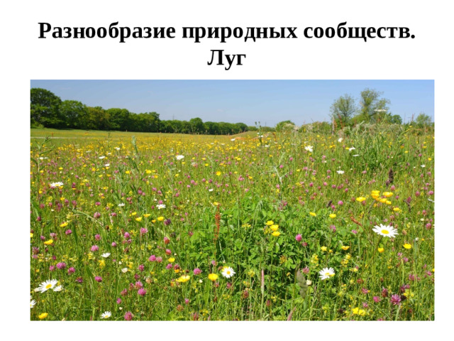Разнообразие природных сообществ. Луг