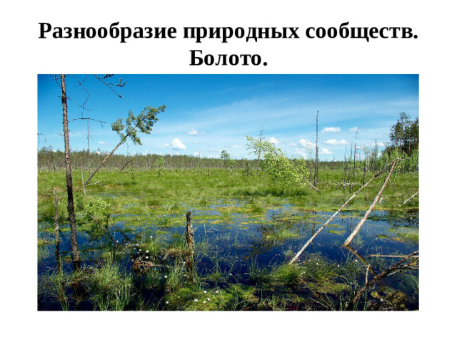 Разнообразие природных сообществ. Болото.