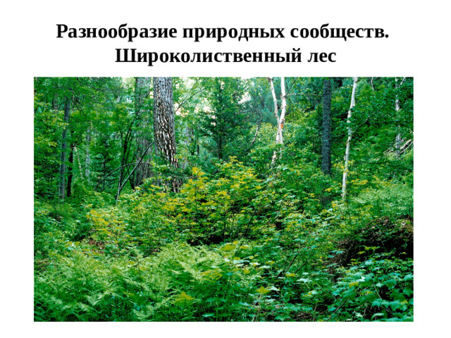 Разнообразие природных сообществ.  Широколиственный лес