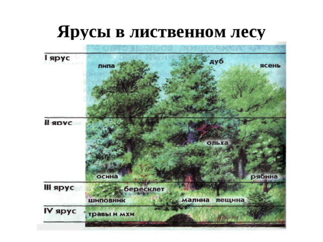 Ярусы в лиственном лесу