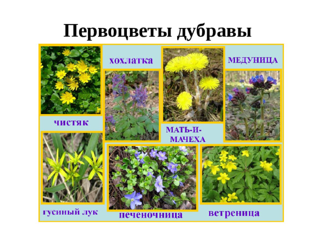 Первоцветы дубравы