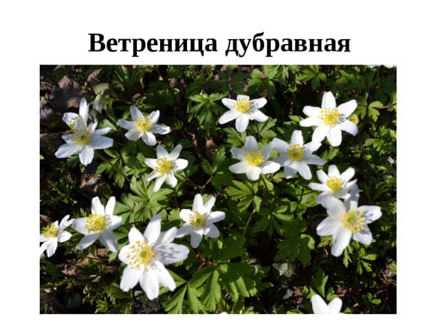 Ветреница дубравная