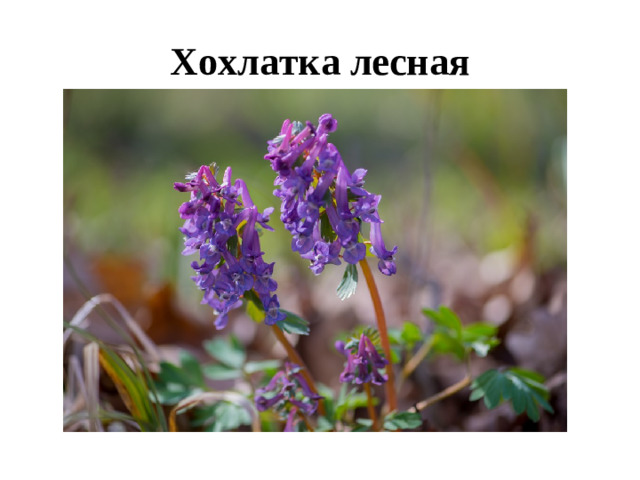 Хохлатка лесная