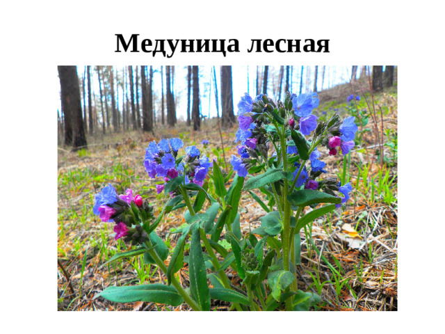 Медуница лесная
