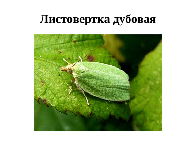 Листовертка дубовая