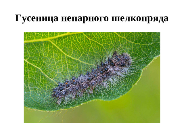 Гусеница непарного шелкопряда