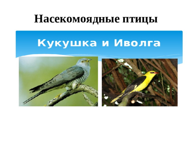 Насекомоядные птицы