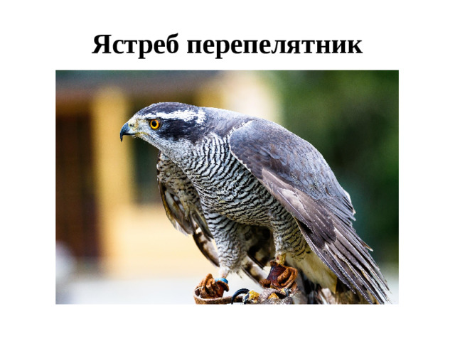 Ястреб перепелятник