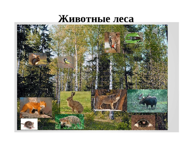 Животные леса